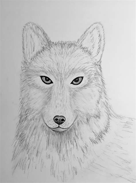 Wolf Portrait Inside The Outline