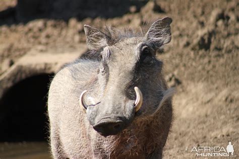 Warthog South Africa