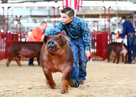 It Starts With You Biosecurity Reminders For Youth Swine Shows Pork