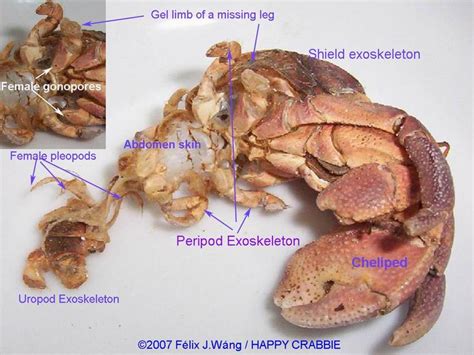 Anatomy Of Land Hermit Crabs The Crab Street Journal