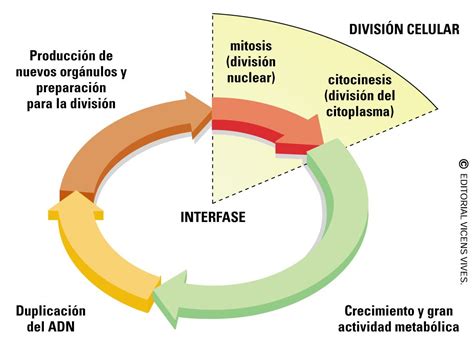 Resultado De Imagen Para Ciclo Celular Ciclo Celular Biología Mitosis