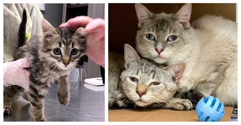 Over 70 Cats And Kittens Rescued From Horrific Conditions In Basement