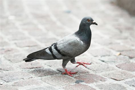 Whats Up With That Birds Bob Their Heads When They Walk Wired