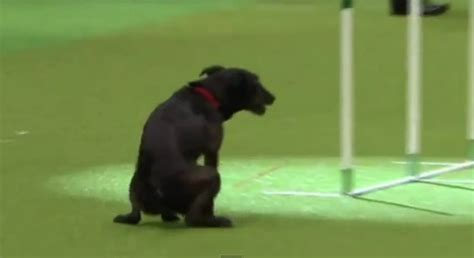 Dog Poops During ‘crufts Dog Show Competition Video