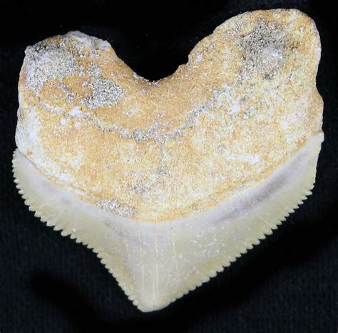 Nice Squalicorax Crow Shark Fossil Tooth 23493 For Sale
