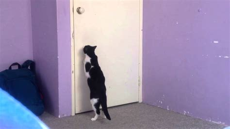 She's also realized that our door is pretty cheap and flimsy, so if. Gaby the cat is scratching the door - YouTube