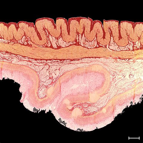 Picture Of The Month Microstructure Of The Stomach Wall The Key To