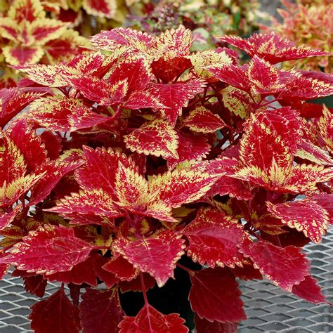 Coleus Color Clouds ‘spicy Terra Nova Nurseries Inc