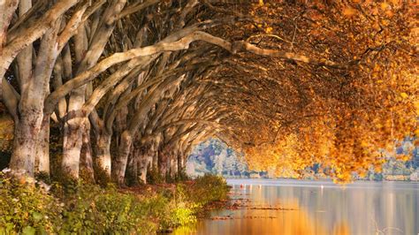 Autumn Trees Scenery 4k 42315 Wallpaper