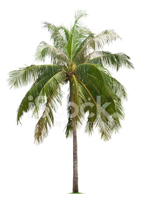 Coconut Tree Stock Photo Royalty Free Freeimages