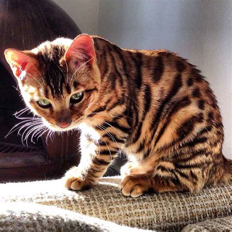 10 Cats That Look Like Tigers Leopards And Cheetahs Pethelpful
