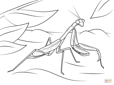 Leave a comment cancel reply. Arizona Praying Mantis coloring page | Free Printable ...