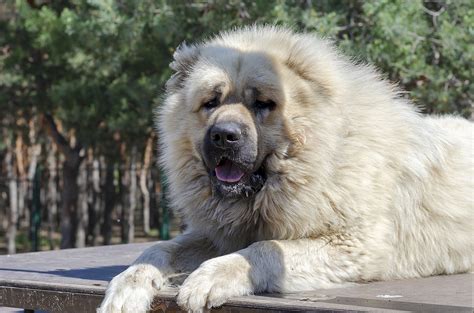 Russian Bear Dog Everything You Need