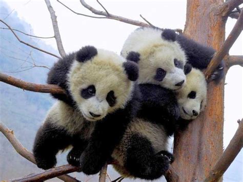 Baby Pandas Playing Hello Mother Nature Pinterest