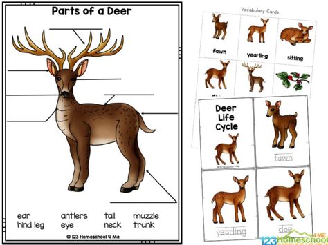 Free Printable Deer Life Cycle Worksheets For Elementary College