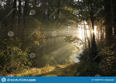 Trail Through An Autumn Deciduous Forest In The Sunshine Morning Fog