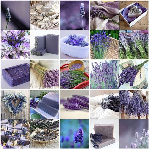 I love lavender | Lavender flowers, Lavender, Lavender cottage