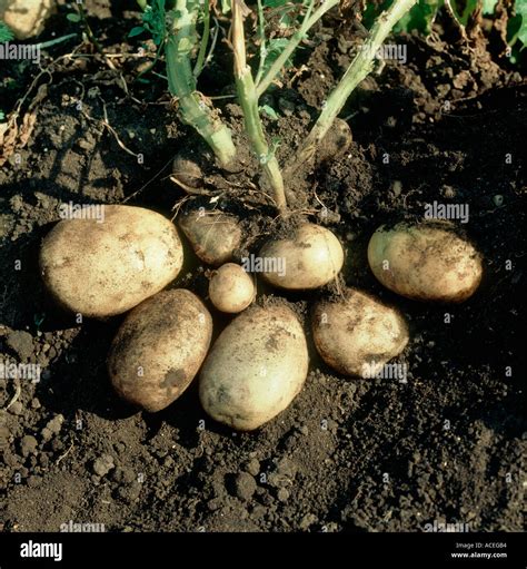 Potato Mature Tubers In Ground With Soil Around Exposed Tubers Stock
