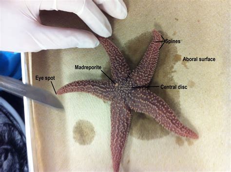 Starfish Body Parts Labeled Dissection 101 Detailed Sea Star