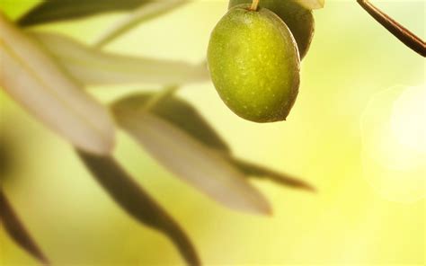 Free Download Phone Olive Wallpaper Full Hd Pictures 1440x2560 For