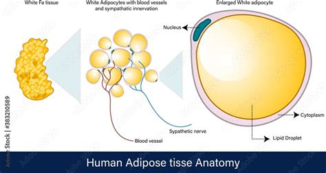 Obraz Infographics Of Human Adipose Tissue Anatomy White Adipose