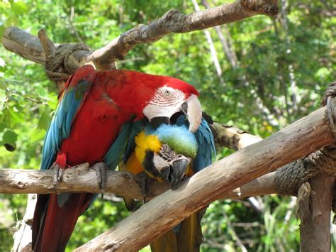 We've gathered more than 5 million images uploaded by our users and sorted them by the most popular ones. Bule and Gold & Scarlet Macaws - Parrots Wallpaper ...