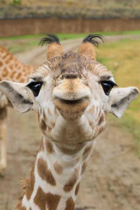Baby Giraffe Kisses
