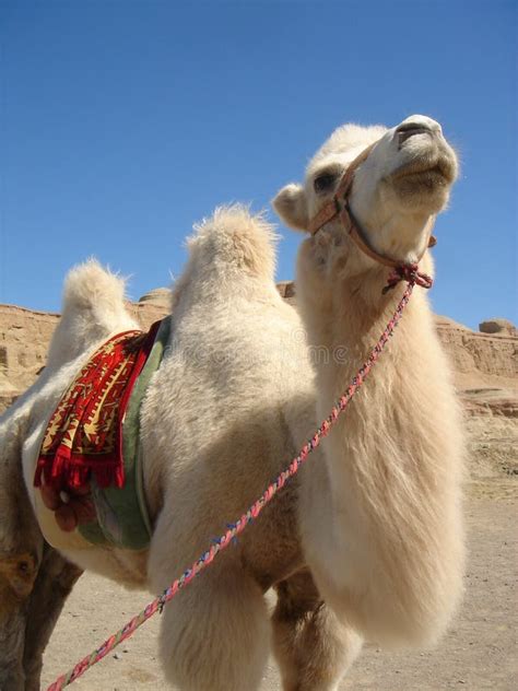 Camello Blanco Imagen De Archivo Imagen De Asia Desierto 4436881