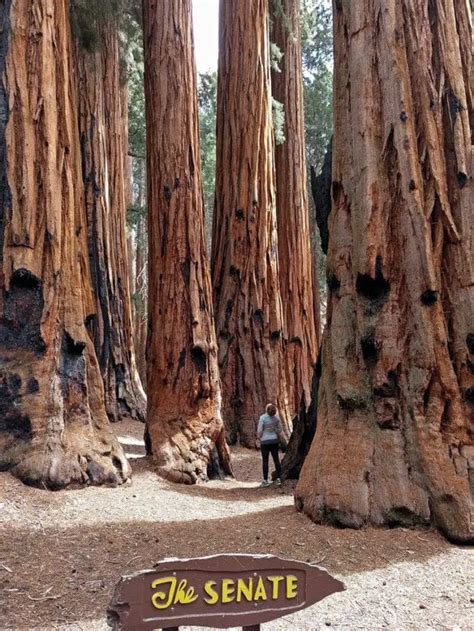 giant forest california the best grove of giant sequoias wondermondo