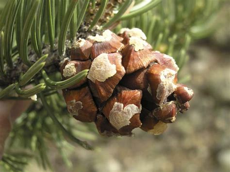 Pinus Edulis Common Piñon Description The Gymnosperm Database