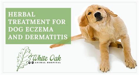 How To Help Dog Eczema And Dermatitis Naturally Using Herbs