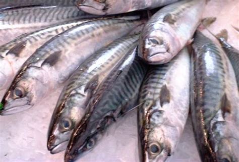 Kamus besar dari ikan kena tuba dalam bahasa indonesia. Laut bergelora, harga ikan kembung naik - Ahmad Shabery ...