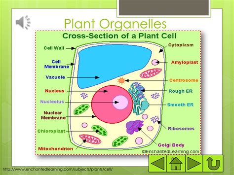 Ppt Plant Organelles And Their Functions Powerpoint Presentation