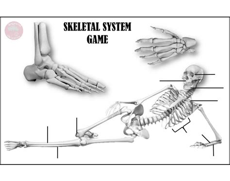 Skeletal System Game