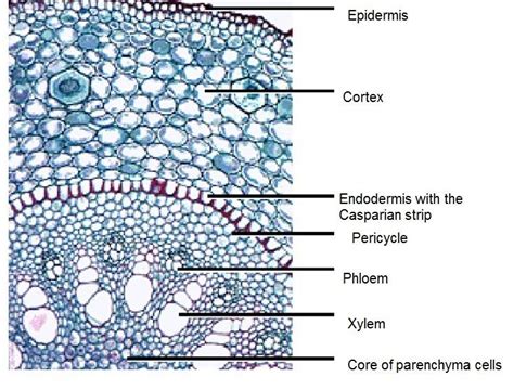 A monocotyledonous (monocot) plant stem is the stem of a monocot plant that contains only one cotyledon in the seed. Monocot stem cross-section : randomly scattered vascular ...