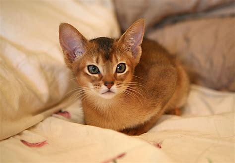 Abyssinian With Images Abyssinian Kittens Abyssinian Cats Abyssinian