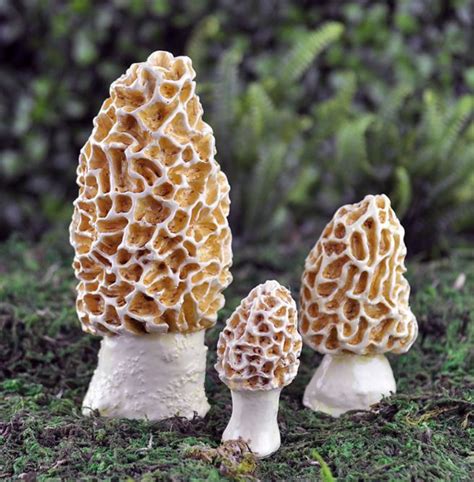 Poisonous Mushrooms How To Know Which Are Safe To Eat