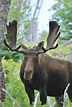 File:Orignal - Moose 2 (face - front view).jpg - Wikimedia Commons