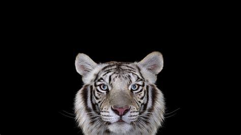 Wallpaper Monochrome Simple Background Photography Tiger Big Cats