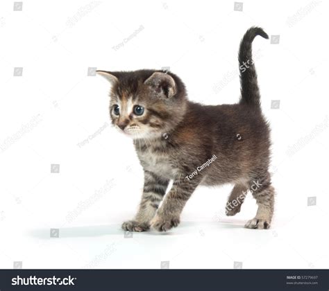 Cute Tabby Kitten Standing On White Stock Photo 57279697 Shutterstock