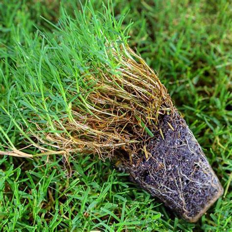 Buy Bermuda Lawn Grass 05 Kg Seeds Online From Nurserylive At Lowest