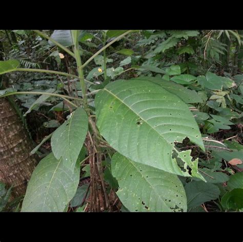 Alingatong A Medicinal Roots For Kidney Problems Home