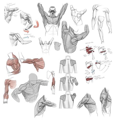 Pin By Shereef Graphico On Anatomy Arm Anatomy Anatomy Art Anatomy