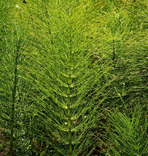 Flickriver Photoset Equisetum Species Horsetails By Pete