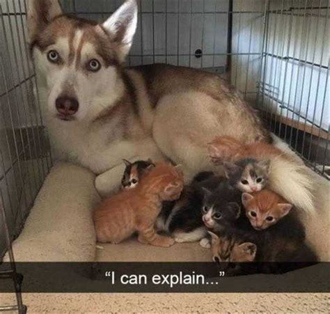 Top 19 Hysterical Animal Memes Of The Day