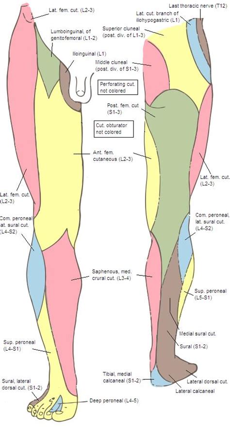 Sural Nerve Anatomy Orthobullets