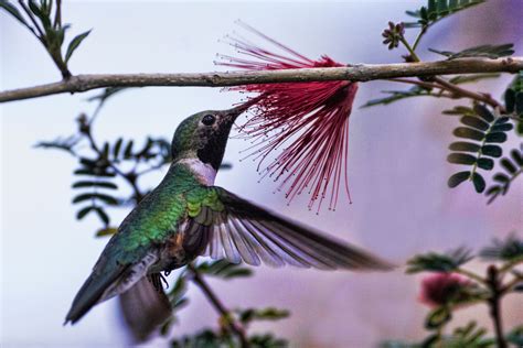 Top 10 Trees That Attract Hummingbirds