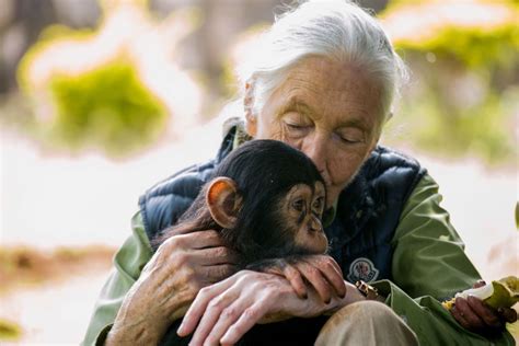 jane goodall the famous anthropologist primatologist s journey history daily