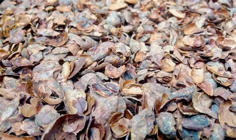 Cocoa Shells Garden Mulch