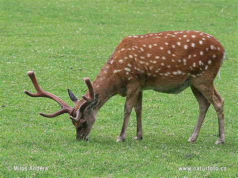 Cervus Nippon Pictures Sika Deer Images Nature Wildlife Photos